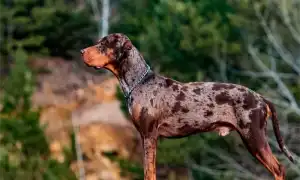 Леопардовая собака Катахулы