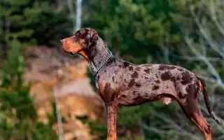Леопардовая собака Катахулы