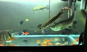 Самые большие и огромные аквариумные рыбки. Большие аквариумные рыбки.