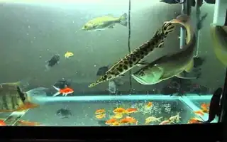 Самые большие и огромные аквариумные рыбки. Большие аквариумные рыбки.