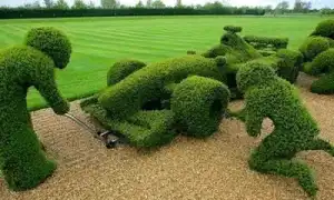 Топиарий своими руками: разбор 3-х различных техник создания зеленых фигур. Топиарий своими руками.