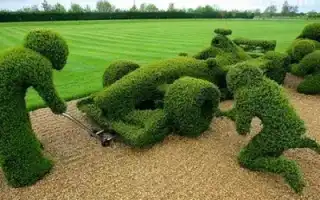 Топиарий своими руками: разбор 3-х различных техник создания зеленых фигур. Топиарий своими руками.