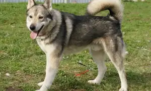 Метисы лайки и овчарки