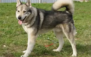 Метисы лайки и овчарки