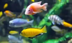 Лабидохромис Еллоу