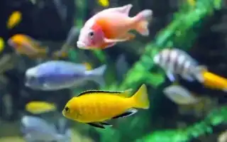 Лабидохромис Еллоу