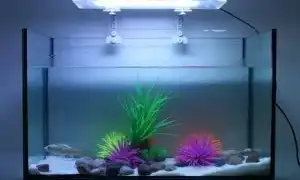 Нужен ли свет в аквариуме? Создаем идеальные условия для рыб и растений. Выключи свет в аквариуме.