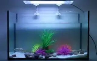 Нужен ли свет в аквариуме? Создаем идеальные условия для рыб и растений. Выключи свет в аквариуме.