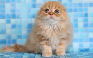 Длина, вес и размер шотландской кошки. Вес шотландского котенка по месяцам.