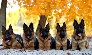 Какими бывают овчарки