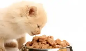 Лучшие влажные корма для котят