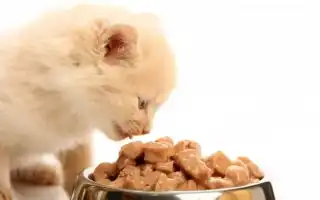 Лучшие влажные корма для котят