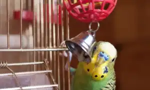 Лучшие игрушки для попугаев: порадуйте своего питомца. Игрушки для попугаев.