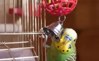 Лучшие игрушки для попугаев: порадуйте своего питомца. Игрушки для попугаев.
