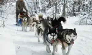 Лайка в квартире или доме: содержание, уход, дрессировка. Лайка собака фото.