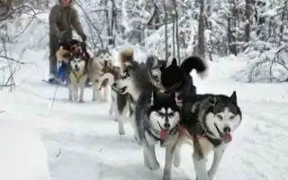 Лайка в квартире или доме: содержание, уход, дрессировка. Лайка собака фото.
