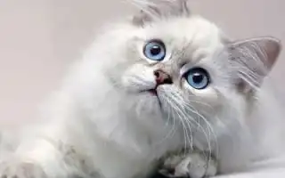 Британская длинношерстная кошка. Британская длинношерстная кошка.