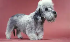 Денди-динмонт-терьер — жизнерадостный малыш. Денди динмонт терьер.