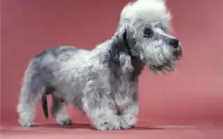 Денди-динмонт-терьер — жизнерадостный малыш. Денди динмонт терьер.