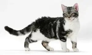 Американская жесткошерстная американская жесткошерстная кошка