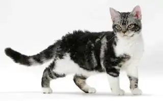 Американская жесткошерстная американская жесткошерстная кошка