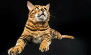 Кот сильно линяет причины и способы решения проблемы линька у кошек