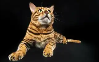 Кот сильно линяет причины и способы решения проблемы линька у кошек