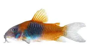 Коридорас венесуэла оранж (Corydoras venezuelanus). Коридорас венесуэла оранж.