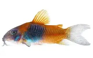 Коридорас венесуэла оранж (Corydoras venezuelanus). Коридорас венесуэла оранж.