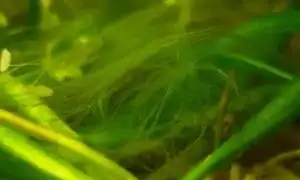 Водоросли в аквариуме: основные виды и как с ними бороться