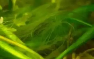Водоросли в аквариуме: основные виды и как с ними бороться