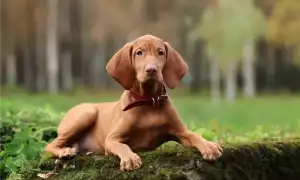 Как определить пол щенка