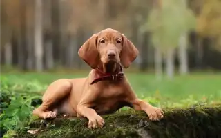 Как определить пол щенка