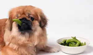 Чем кормить пекинеса. Чем кормить пекинеса в домашних условиях.