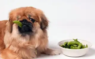 Чем кормить пекинеса. Чем кормить пекинеса в домашних условиях.