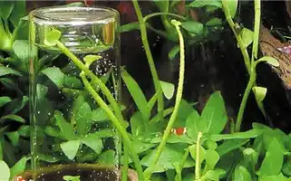 Оксидатор для Аквариума — компактный генератор-дозатор активного кислорода в воду. Оксидатор для аквариума.