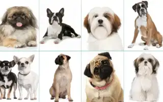 Как перевозить животных в самолете