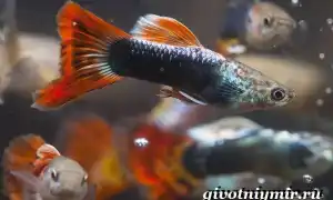 Гуппи рыбки. Описание, особенности, содержание и цена рыбок гуппи. Рыбки гуппи содержание и уход.