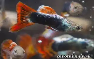 Гуппи рыбки. Описание, особенности, содержание и цена рыбок гуппи. Рыбки гуппи содержание и уход.