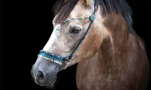 Как выбрать подходящую уздечку