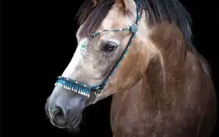 Как выбрать подходящую уздечку
