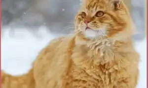 Сибирские коты рыжего окраса: особенности характера, поведения и внешнего вида. Сибирский кот рыжий.