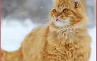 Сибирские коты рыжего окраса: особенности характера, поведения и внешнего вида. Сибирский кот рыжий.