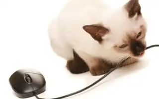 Как отучить кошку грызть провода