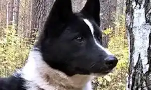 Русско-европейская лайка. Русско европейская лайка.