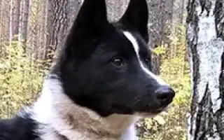 Русско-европейская лайка. Русско европейская лайка.