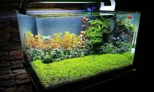 Какой аквариум выбрать начинающему аквариумисту и как правильно его обустроить. Что нужно для аквариума.