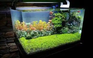 Какой аквариум выбрать начинающему аквариумисту и как правильно его обустроить. Что нужно для аквариума.