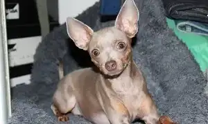 Как и чем кормить той-терьера в домашних условиях: общие рекомендации по здоровому питанию и отзывы владельцев. Чем кормить той терьера в домашних условиях.