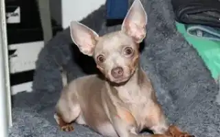 Как и чем кормить той-терьера в домашних условиях: общие рекомендации по здоровому питанию и отзывы владельцев. Чем кормить той терьера в домашних условиях.